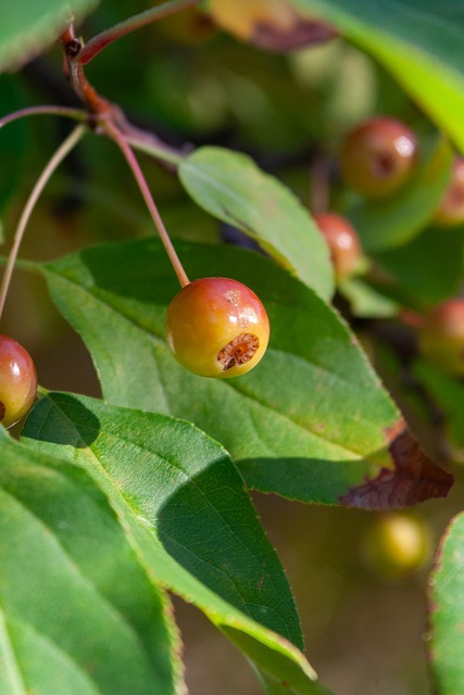 1-0！桑托斯击败弗拉门戈，内马尔复出，第84分钟绝杀疯狂庆祝